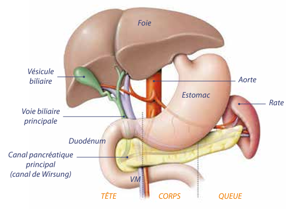 Le système digestive humain